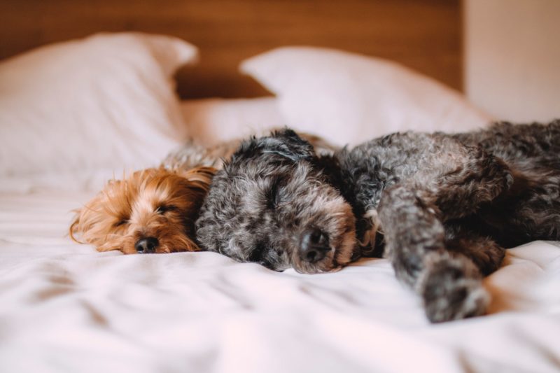 JAROD TANKSLEY: Moving day can be challenging with pets