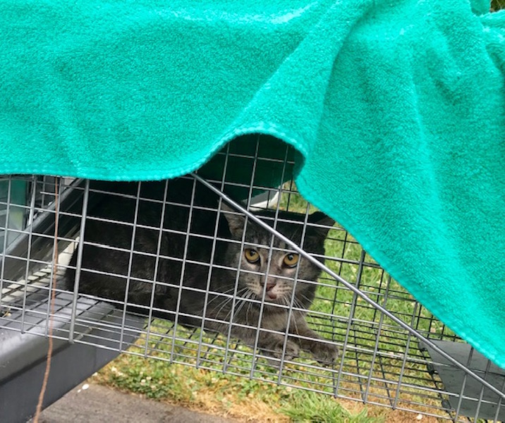 County’s Animal Center nearing goal of spaying or neutering 1,000 cats