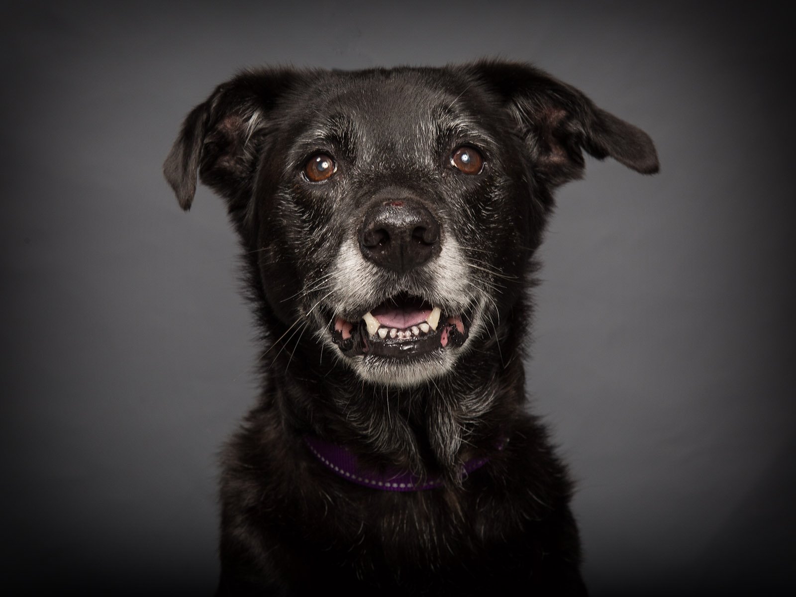 Registration for Bark ‘n Splash Bash events open
