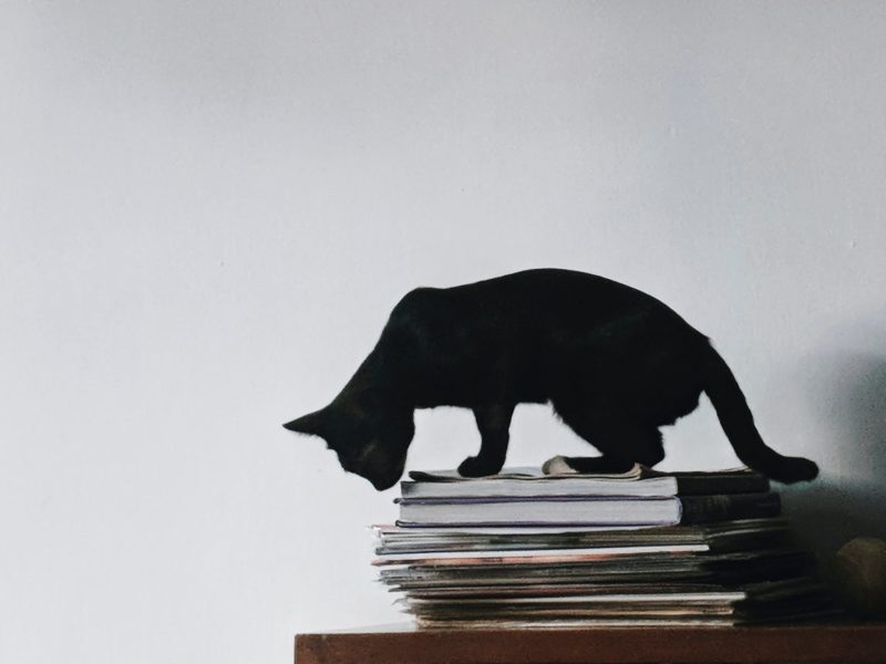 HOME SWEET HOME: Keep your home pet-friendly with these simple fixes