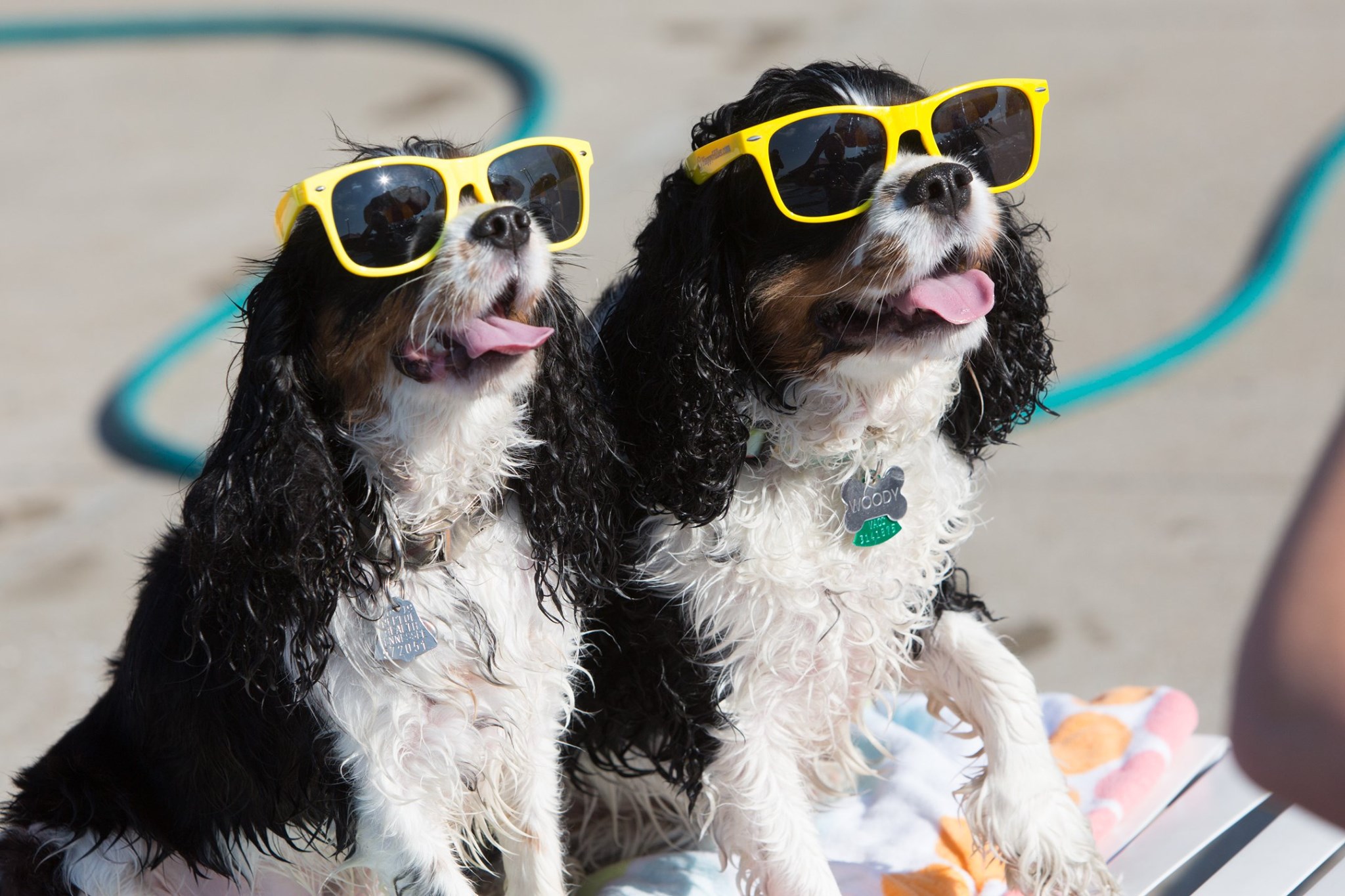 PHOTOS: Longview Rec Center went to the dogs Saturday with annual Bark n’ Splash
